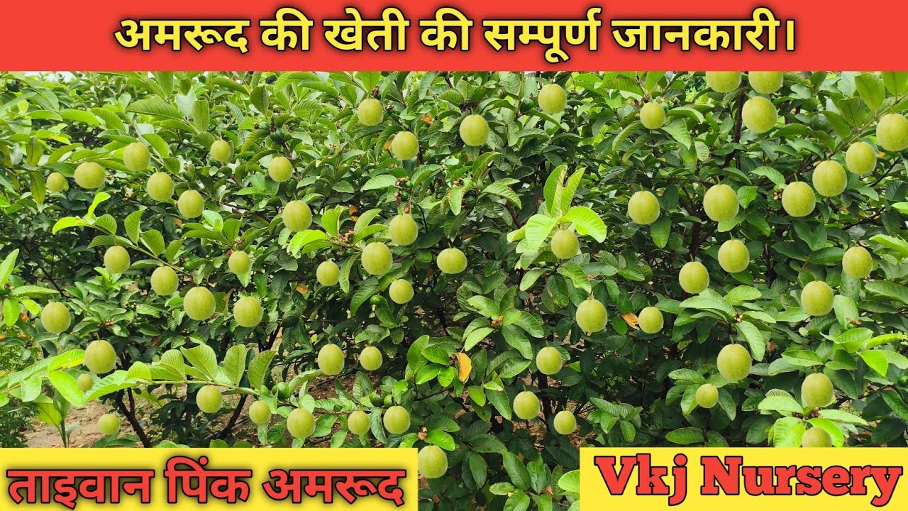 ताइवान पिंक अमरूद खेती की सम्पूर्ण जानकारी । Taiwan Pink Guava Plant Available On Vkjnursery 
