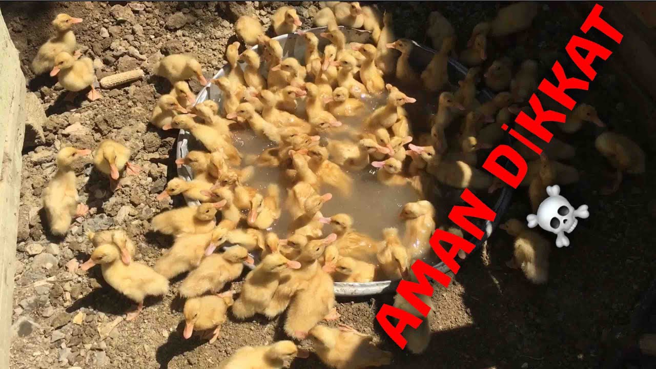 Bir Leğen Dolusu Ölü Ördek! AMAN DIKKAT!