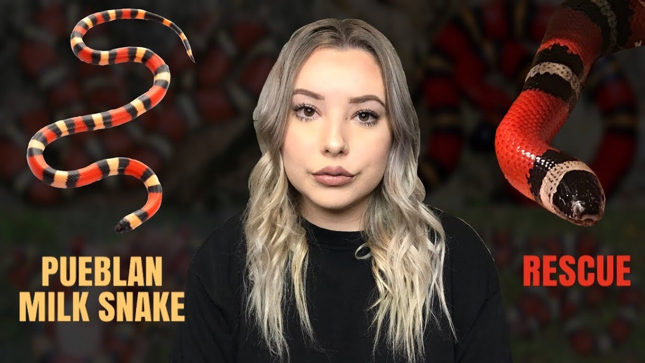 MEET MY MILK SNAKE + His Rescue Story