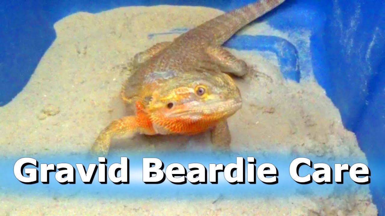How to Care For a Gravid Beardie