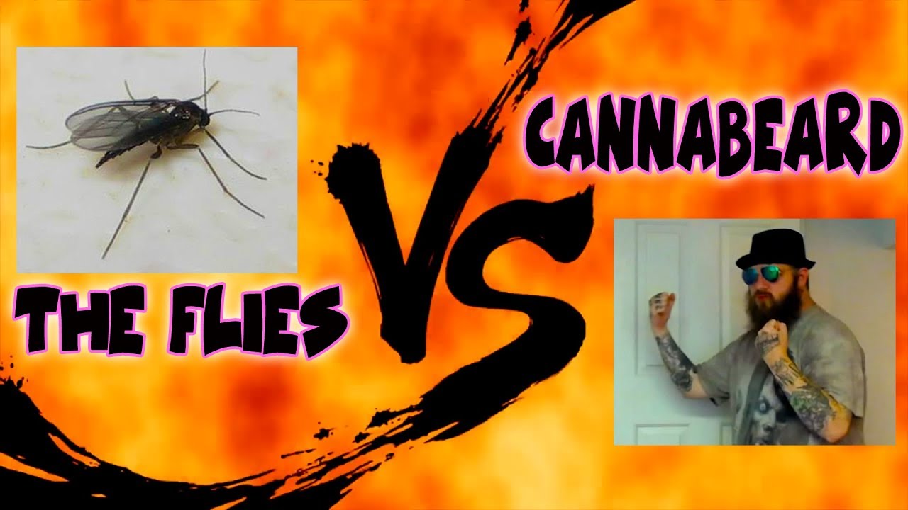 Fungus Gnats VS CannaBeardGrows - How To Get Rid Of Organic Bugs & Change Soil