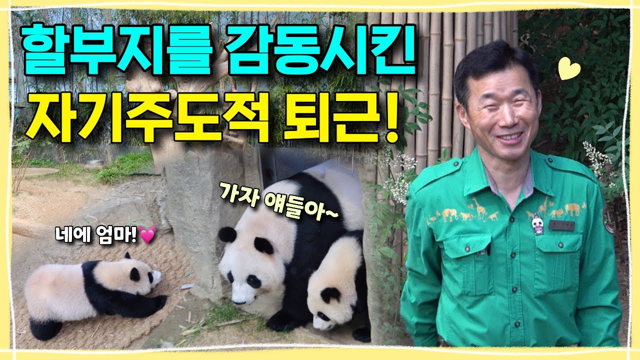 [ep.250] 강할부지를 감동시킨 루이후이의 엄마와 함께 가는 자기주도적 퇴근현장🐾ㅣ쨔즌은 냈지만 아빠에게 큰 힘이 되어준 기특한 아이바오💛ㅣ푸바오로 물든 에버랜드 판다월드