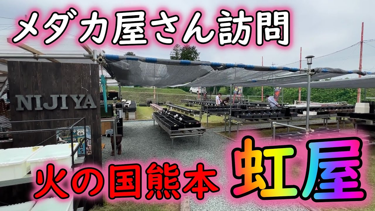 【めだか屋訪問】出会いに感謝！！熊本県のメダカ屋、虹屋さんを訪問してきました。Ｂ型おやじ