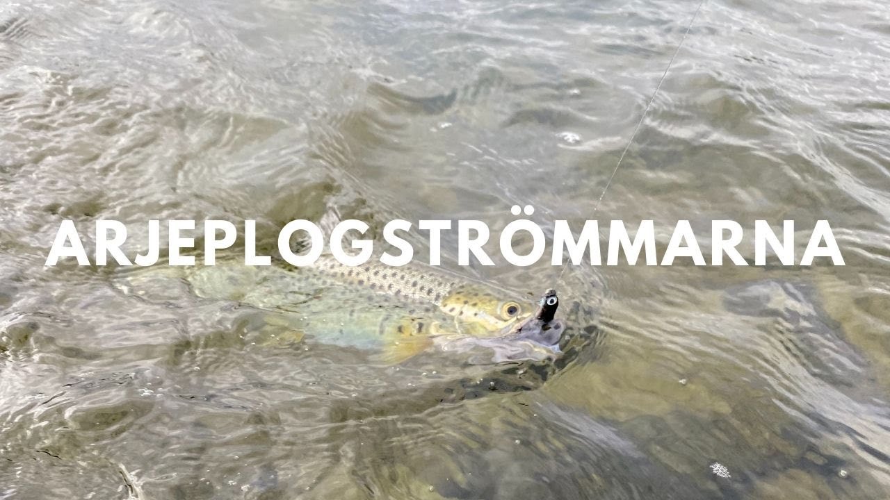 VLOGG - ARJEPLOGSSTRÖMMARNA