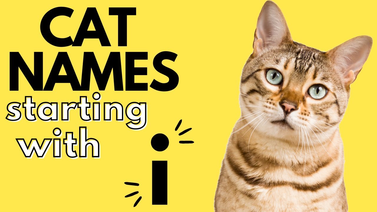 50+ Cat Names Starting With 