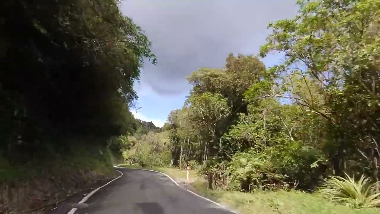 New Zealand Forest Drive 89 + puppy Akatarawa Road Rambles