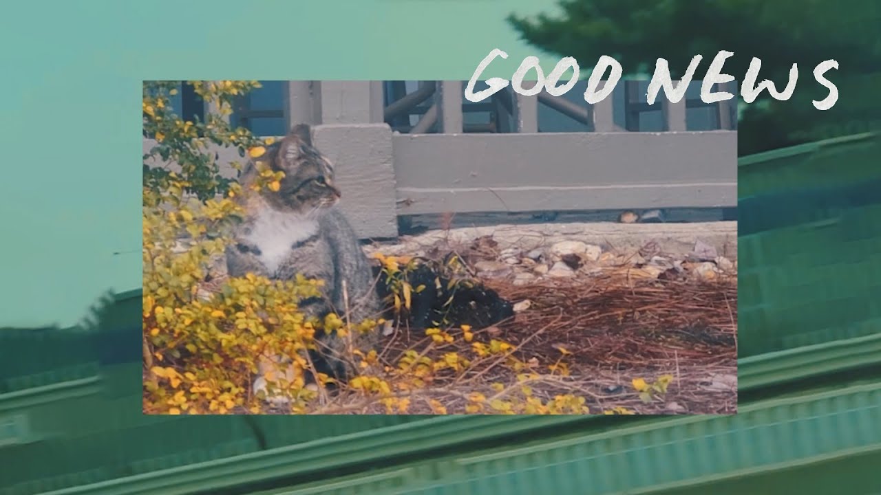 orchid mantis - good news (official video)