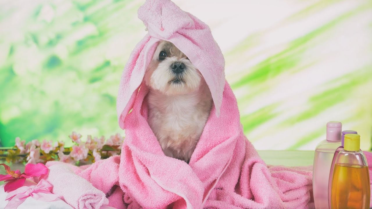 Maltese Dogs and Sun Safety: Protecting Their Skin