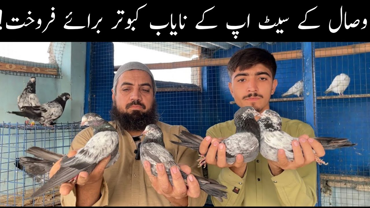 Insan Teddy Kamagar Dub Wale Golden Wheshi Chat Wale Faqeergul HighFlyers Pigeons Setup Visit 😯😃🥰