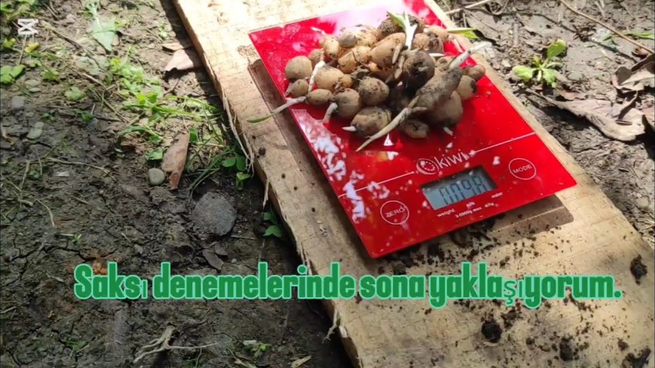 Saksıda salep yetiştiriciliği - Son deneme
