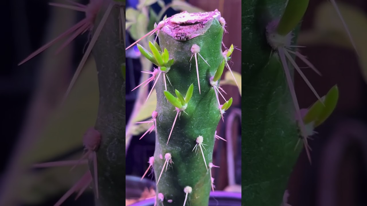 Eve&rsquo;s Needle #propagation #reply