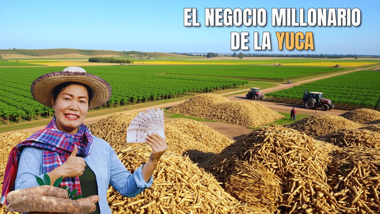 Así es como los AGRICULTORES BRASILEÑOS generan millones de dólares produciendo Yuca