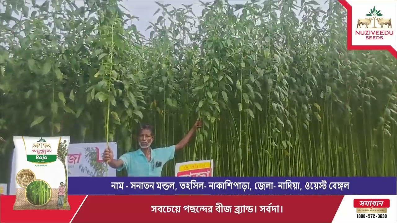 সোজা ও শাখা-প্রশাখা হীন গাছ - রাজা NJ-7005 পাট | | Raja NJ-7005 Jute