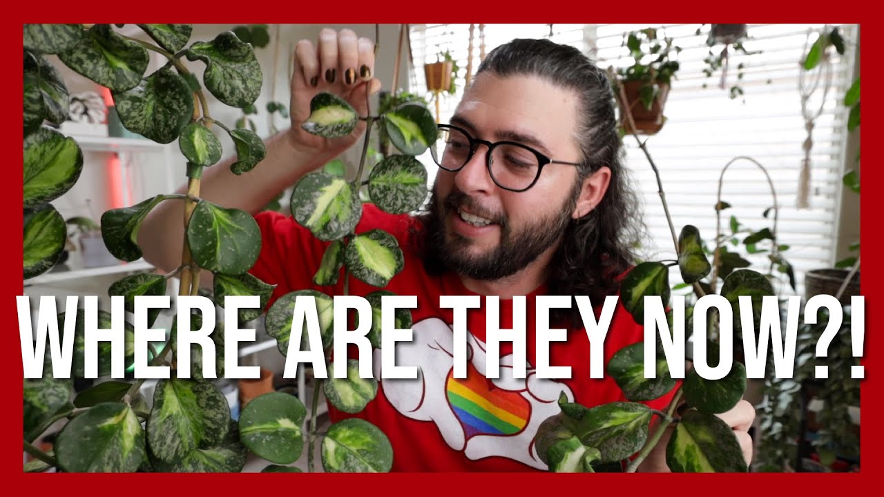 Where Are They Now? 2 Years of Growth on these Hoyas!