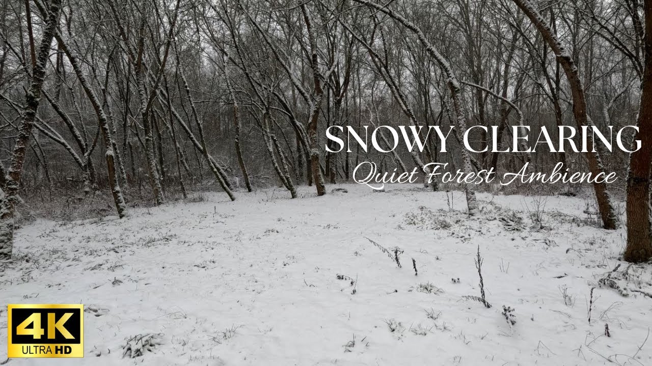Fresh Snow Forest Ambience - Quiet & Calm Winter Soundscape