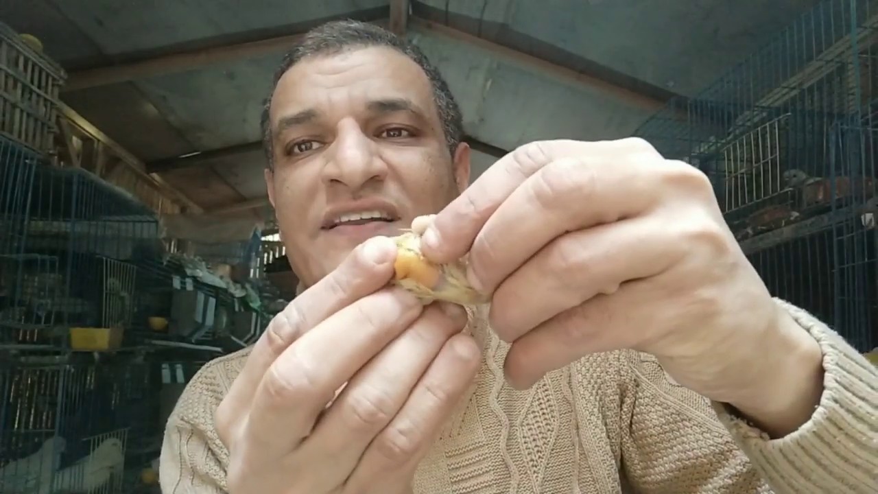 مرض البالون ( استسقاء الطيور) فى الحمام وغيره... أعراض وعلاج م أسامة حسين