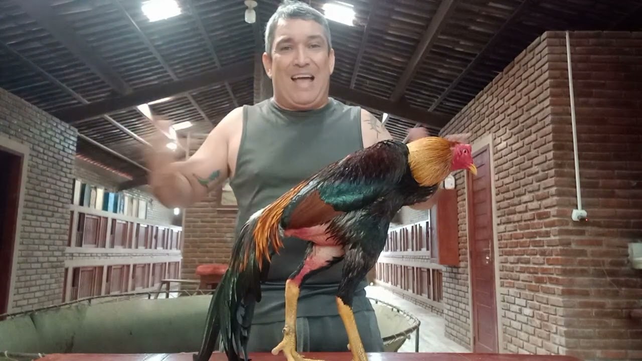 Conceito, Galo Tradicional X Galo Moderno.
