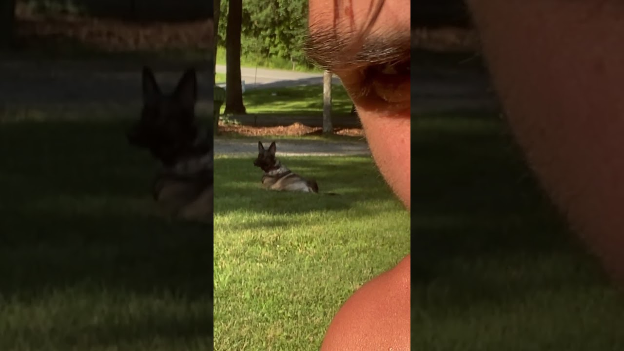 Dogs know the deal #dogs #grounding #nature #energy #healing