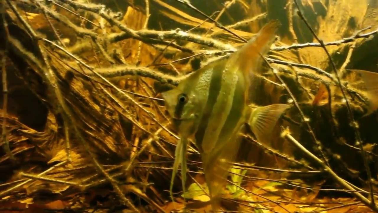 Pterophyllum Altum & Apteronotus albifrons
