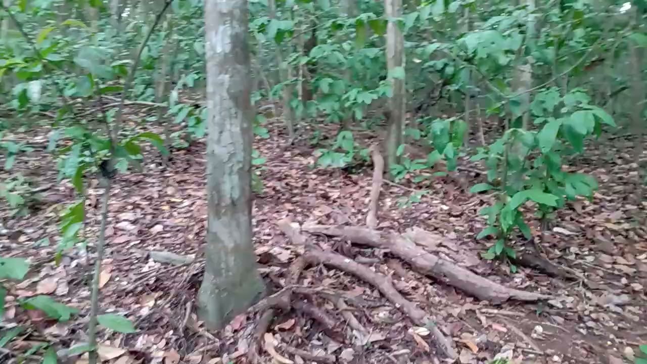 Escutei nessa floresta.  Rugido de animal.  Desconhecido.  Fiquei com muito medo