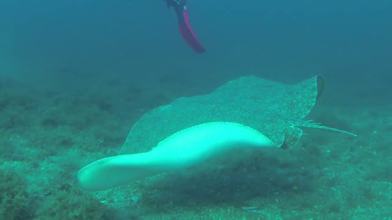 Huge butterfly ray