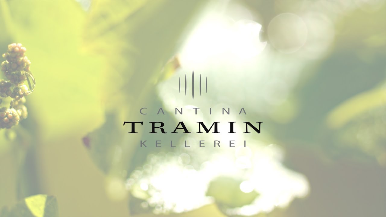 Gewürztraminer Epokale Spätlese Cantina Tramin Intervista Willi Stürz