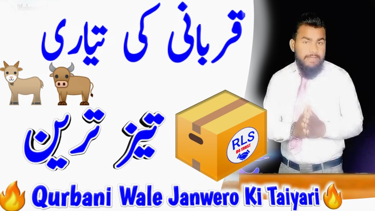 Qurbani ke Janwar ko Mota Karne Ka Tarika | Wachy Bakre Bull KattY Bakre | Rafaqat livestock