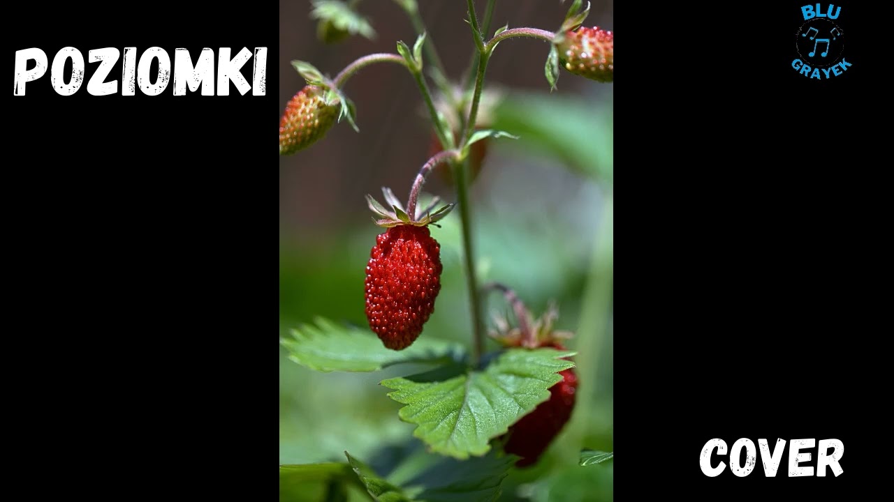 Poziomki ( Milano ) Cover
