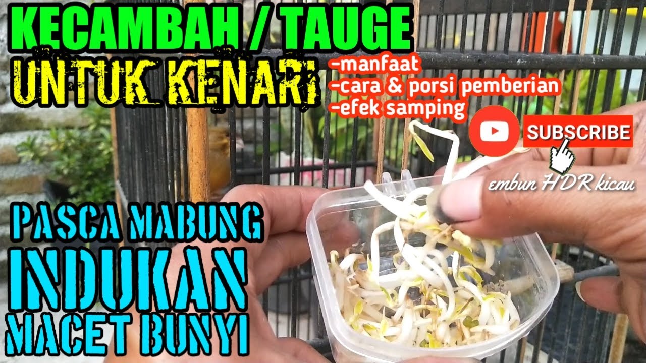MANFAAT KECAMBAH/TAUGE UNTUK KENARI MACET BUNYI,HABIS MABUNG DAN KENARI INDUKAN