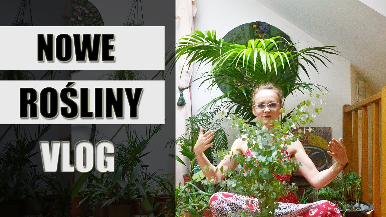 Moje NOWE ROŚLINY domowe - vlog