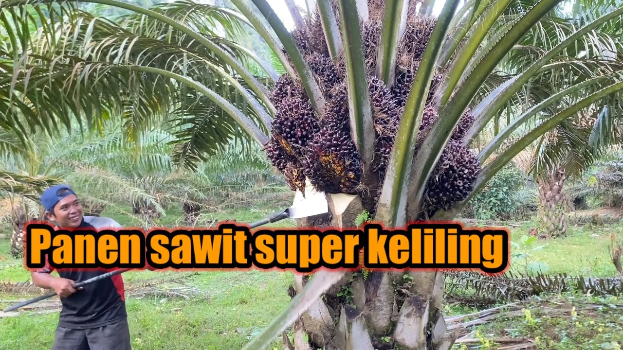 Panen sawit super keliling || buah super-super