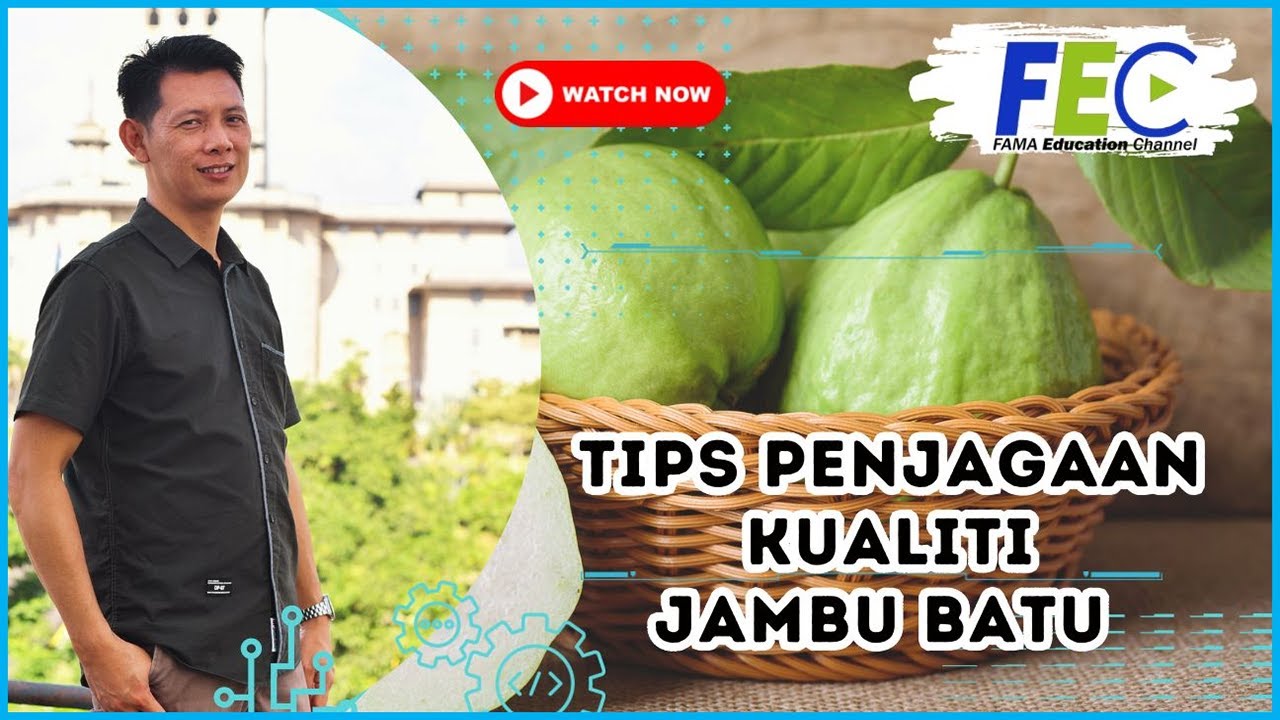 Tips Penjagaan Kualiti Buah Jambu Batu