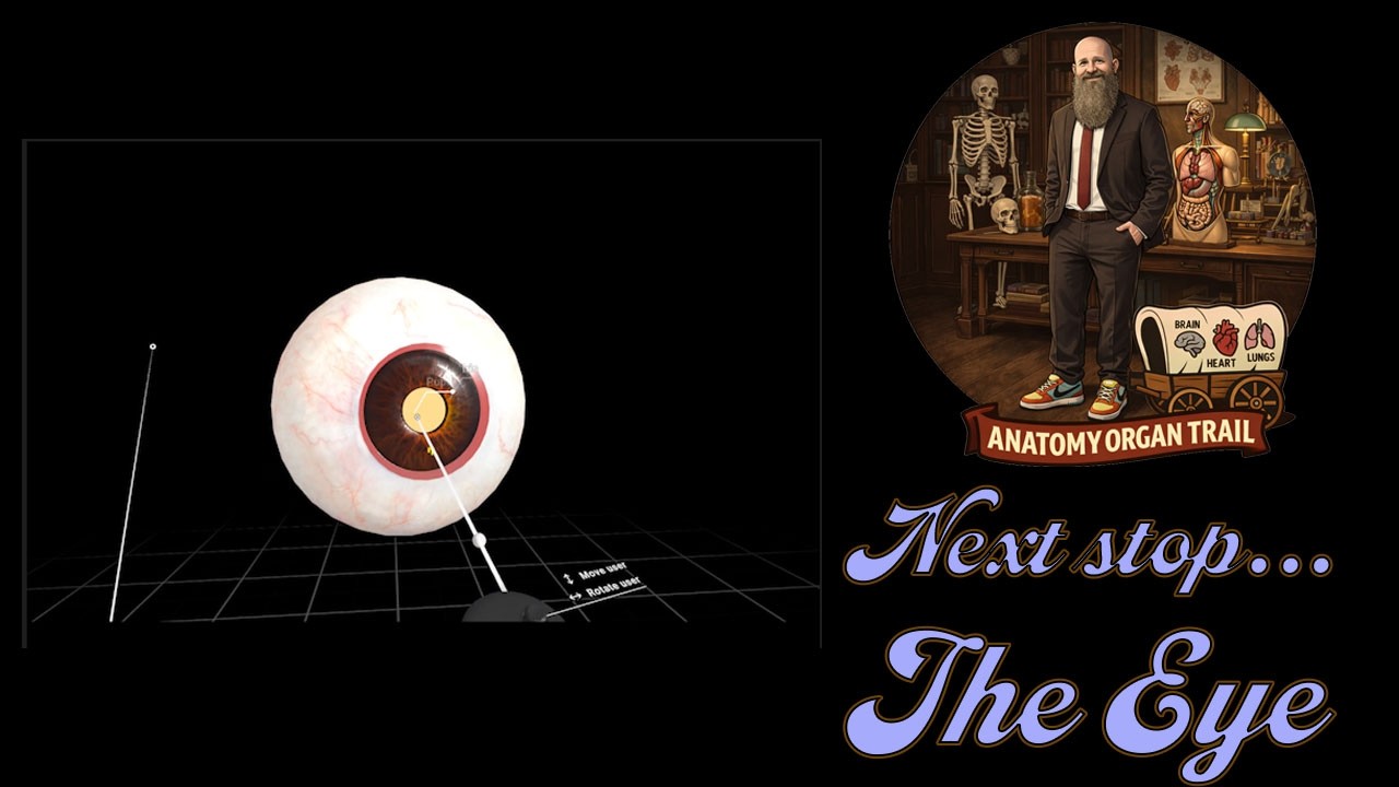 Eye Anatomy in VR