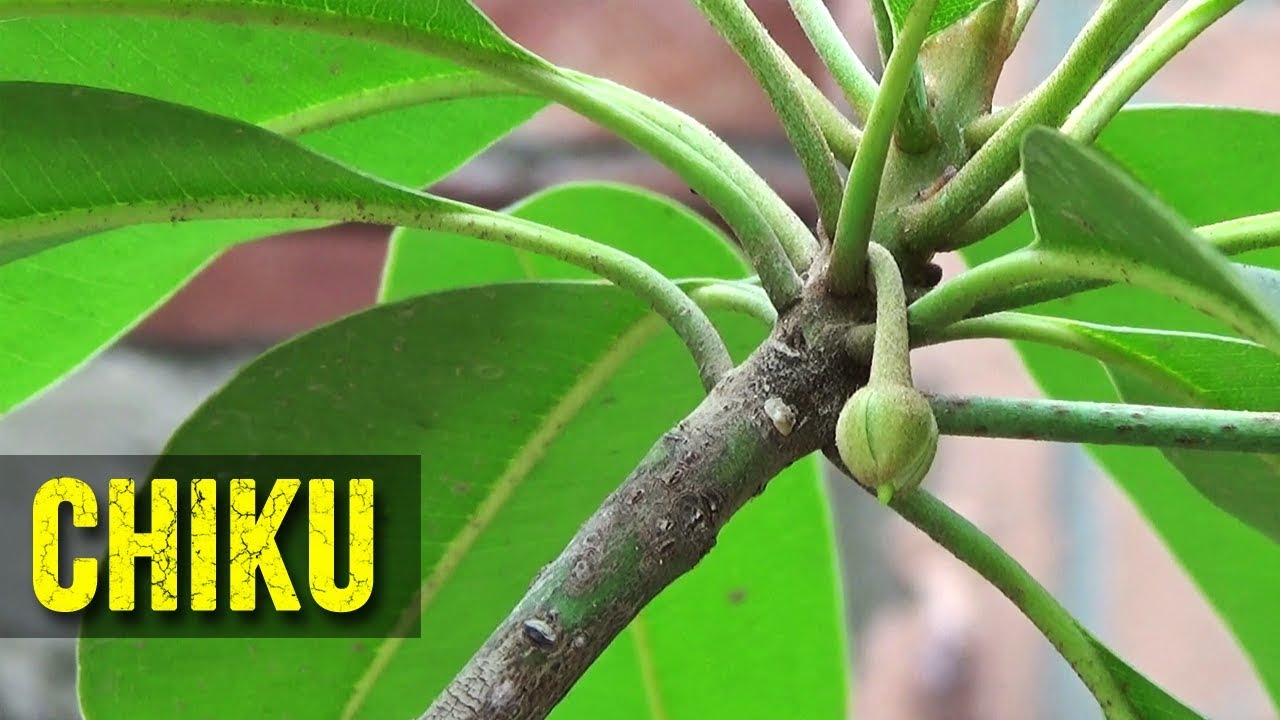 How to Grow Sapodilla (Fruit) Tree? - Aka Chiku - (Urdu|Hindi)