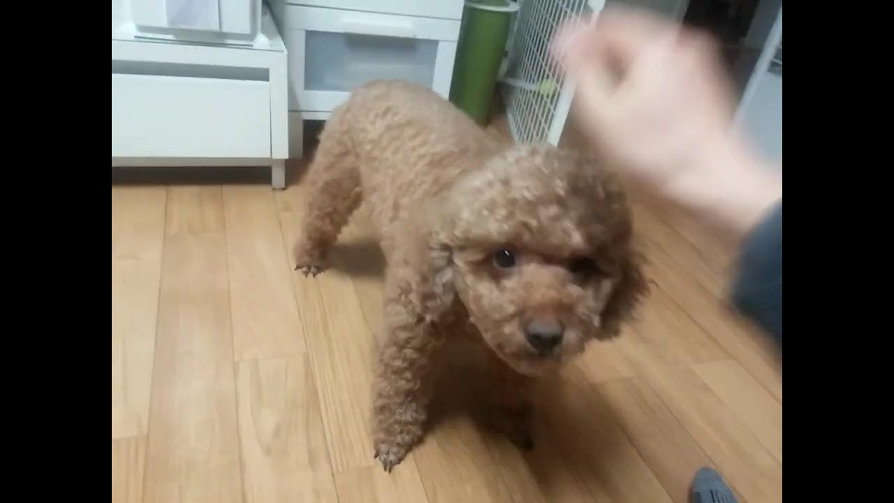 2015 겨울, 복실복실한 푸달