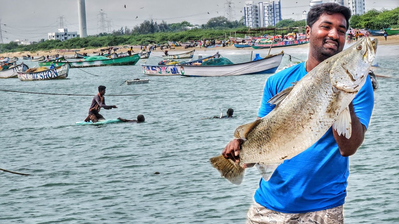 சிறிய தூண்டிலில் மிகப்பெரிய கொடுவா மீனை தூக்கியாச்சு எல்லாரும் ஆச்சிரியமா பார்த்தாங்க