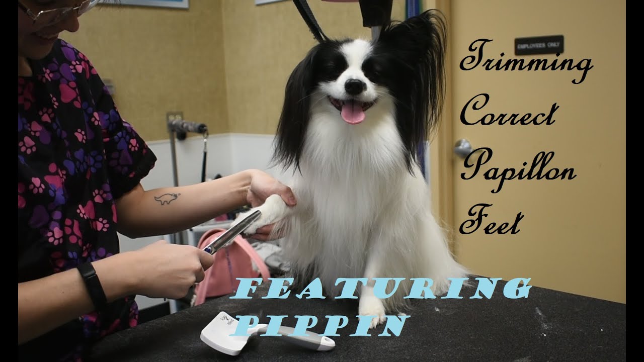 Papillon Foot Trim