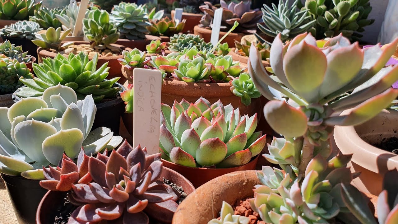 Suculentas coloridas e compactadas através das regas e exposição solar,  dicas fáceis para cultivo.
