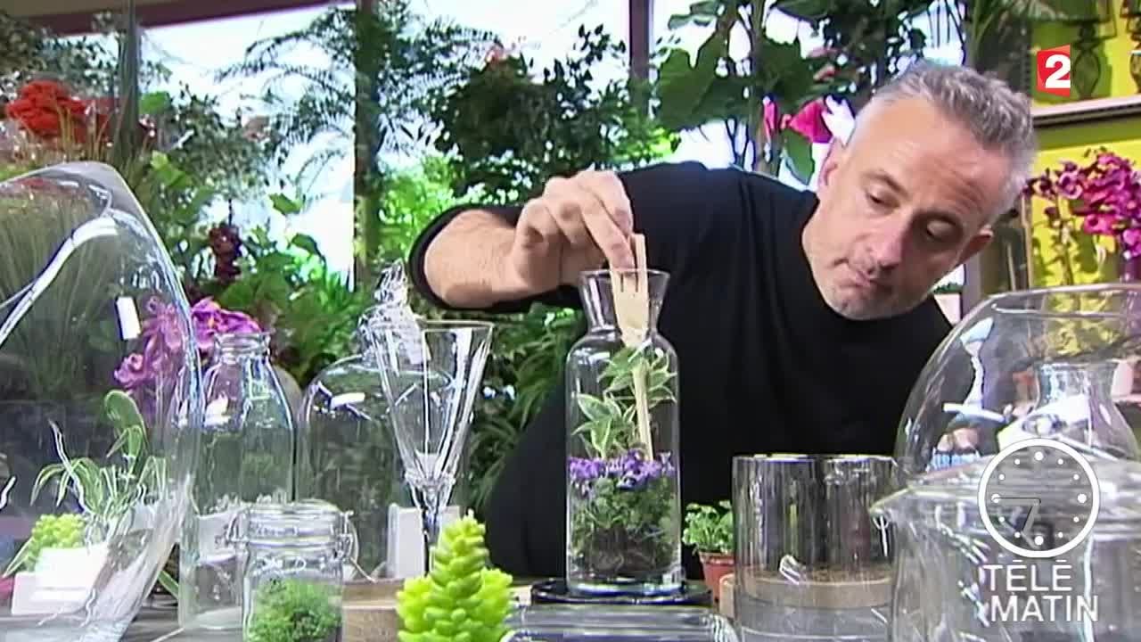 Des plantes en bocal