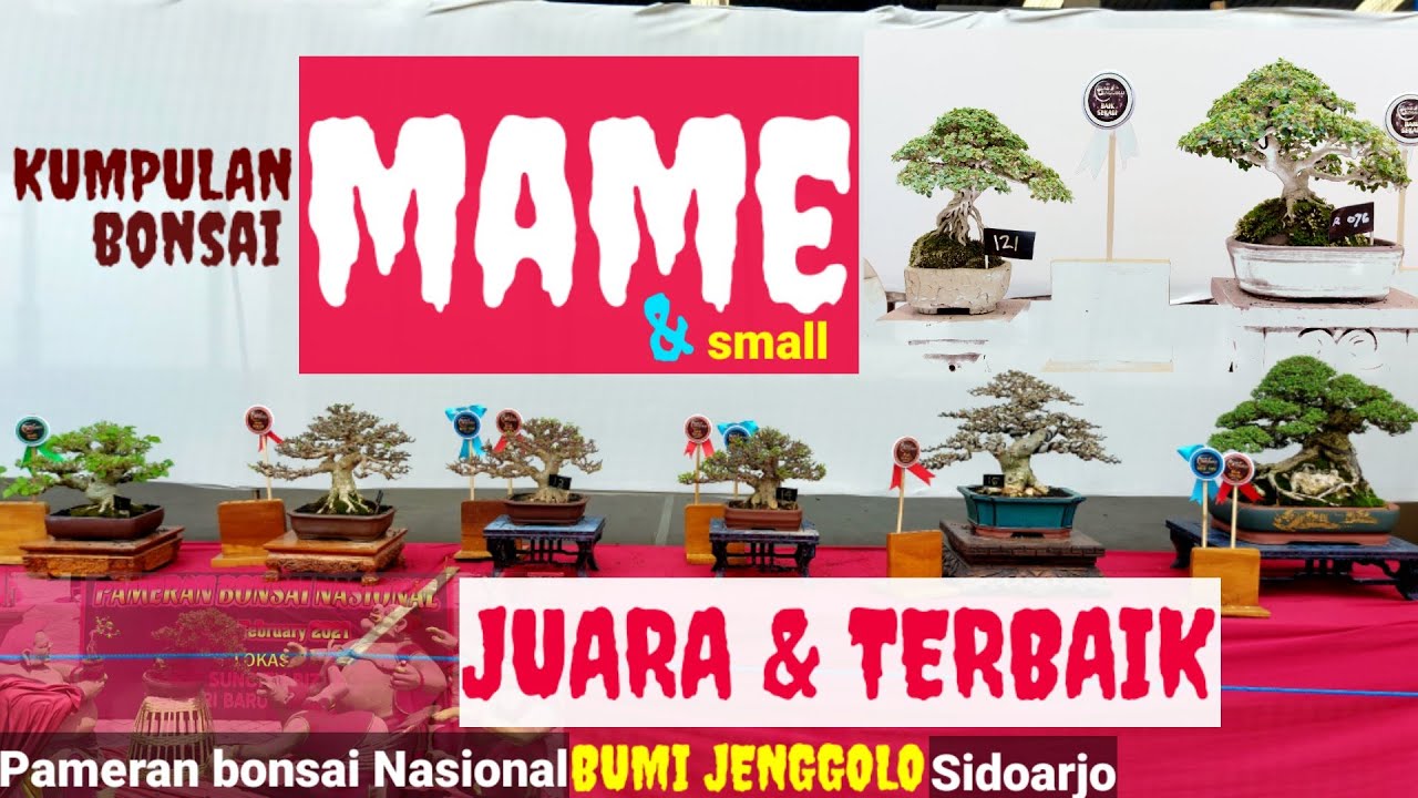 INSPIRASI BONSAI MAME & SMALL JUARA || PAMERAN BONSAI NASIONAL BUMI JENGGOLO SIDOARJO