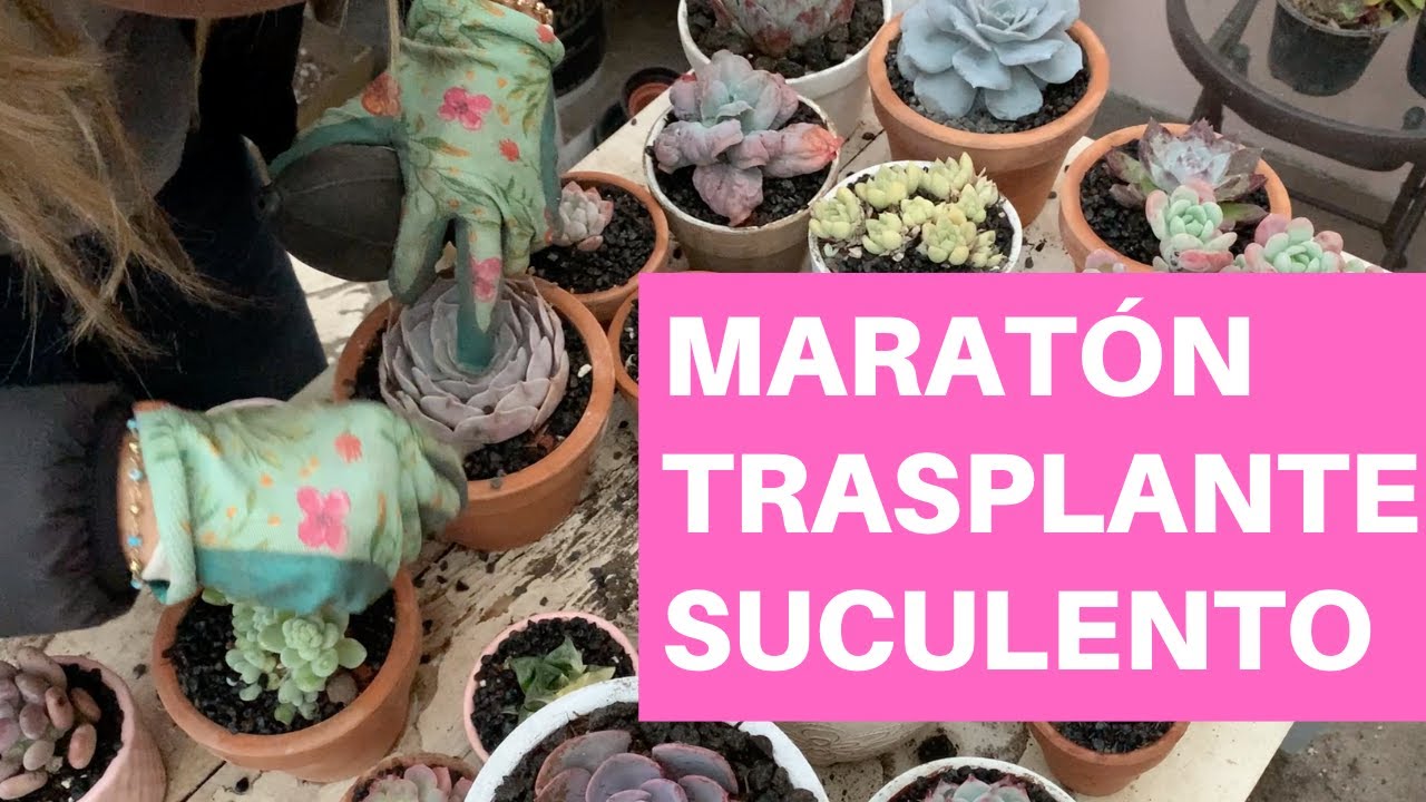 👩🏼‍🌾  Marathon trasplante de suculentas