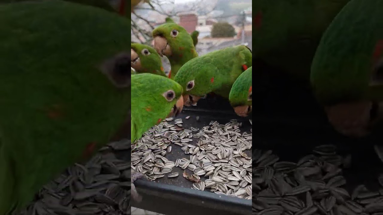 Bom diaaa senhor meu DEUS 🙏❤️🦜🦜 bom diaaa pessoal 😘