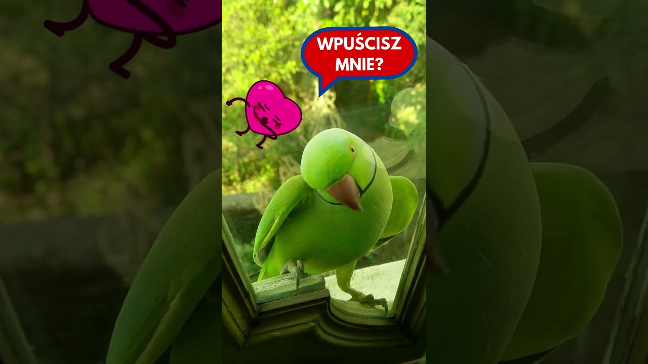 Papuga Aleksandretta 🦜😍