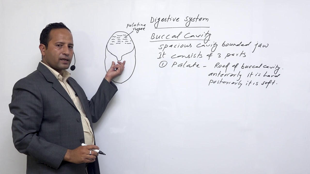 Class 12 Zoology Nutritions,Digestive Organs part 1