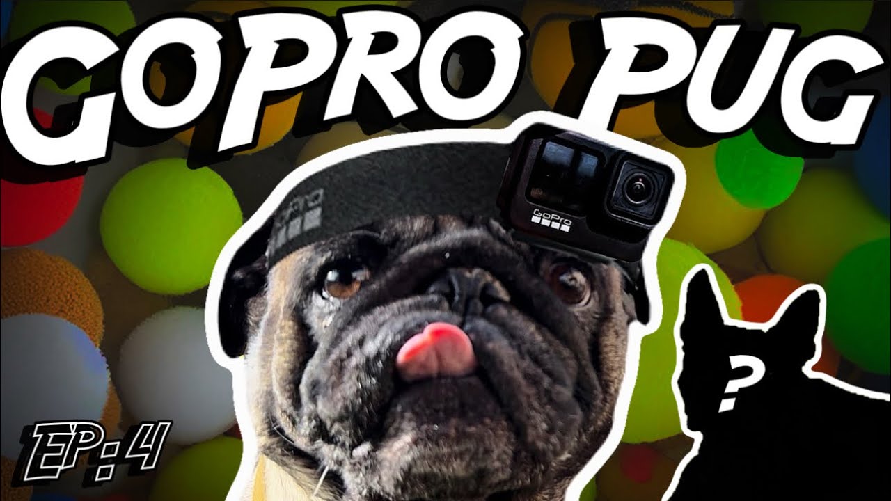What Does a Dog See During Playtime? (FUNNY Dog Playdate)!