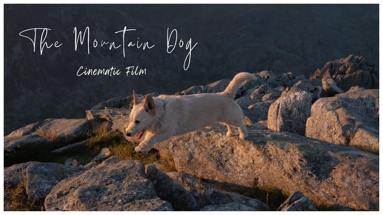 The Mountain Dog | Fujifilm 23mm f1.4 R LM WR & X-T3 | Cinematic Filming