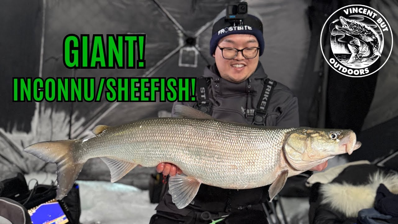 Scouting Great Slave lake for Inconnu/Sheefish | Yellowknife Ice fishing