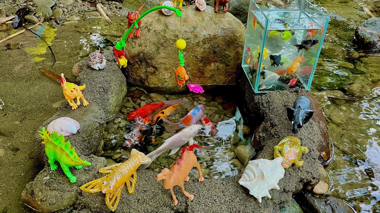 Wow! Amazing!!! Catching Ornamental Fish In Small Pond, Giant Catfish, Goldfish, Butterfly Fish