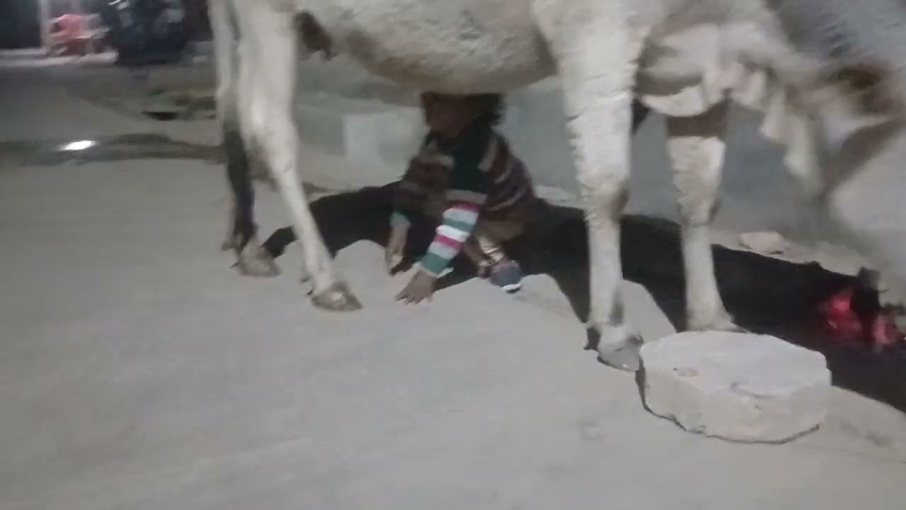 देखो बच्चा गौ माता का दूध पी रहा है