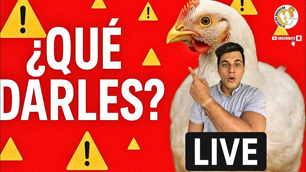🔑 Que se le da a los pollos de engorde para que crezcan rápido? 🐔🐓💎